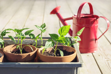 growing small paprika plant in pots in garden