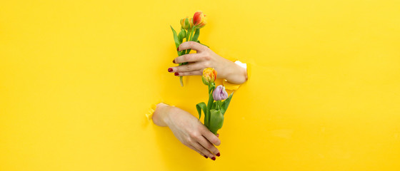 Spring themed banner hands reaching out of yellow background holding tulips