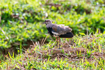 Southern Lapwing photographed in Caparao, Espirito Santo. Southeast of Brazil. Atlantic Forest Biome. Picture made in 2018.