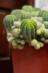 Green cactus with needles. Home plant in a pot.