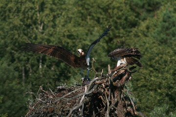 Osprey or more specifically the western osprey (Pandion haliaetus) — also called sea hawk, river hawk, and fish hawk