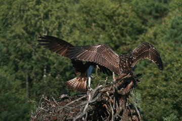 Osprey or more specifically the western osprey (Pandion haliaetus) — also called sea hawk, river hawk, and fish hawk