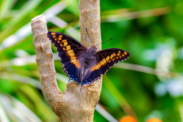 Closeup beautiful butterfly in a summer garden