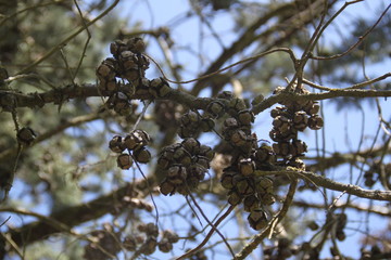 Leyland cypress tree balls seeds and needles	