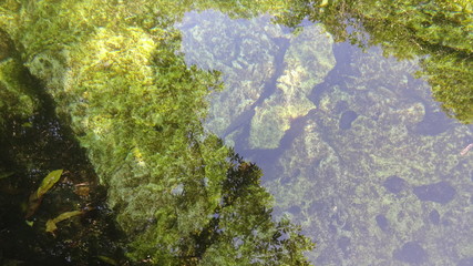 Senote is a cave where you can swim. It's a cenote Cristallino in Mexico.