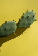 Green cactus with needles on a yellow background.