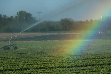 Weizenfeld wird mit Sprinkler bewässert und Regenbogen gebildet.