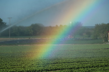 Weizenfeld wird mit Sprinkler bewässert und Regenbogen gebildet.