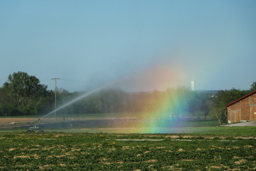 Weizenfeld wird mit Sprinkler bewässert und Regenbogen gebildet.