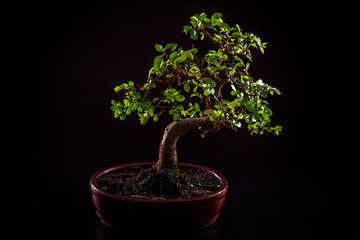 Bonsai tree isolated on black background