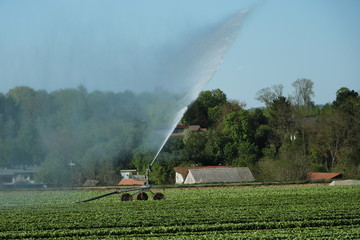 Weizenfeld mit Sprinkler bewässert