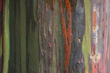 the texture of rainbow eucalyptus