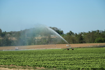 Weizenfeld mit Sprinkler bewässert
