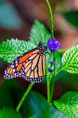 Monarch, Danaus plexippus is a milkweed butterfly (subfamily Danainae) in the family Nymphalidae butterfly in nature habitat.