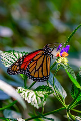 Monarch, Danaus plexippus is a milkweed butterfly (subfamily Danainae) in the family Nymphalidae butterfly in nature habitat.