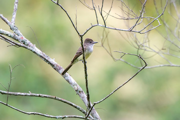 Crested Flycatchers photographed in Caparao, Espirito Santo. Southeast of Brazil. Atlantic Forest Biome. Picture made in 2018.