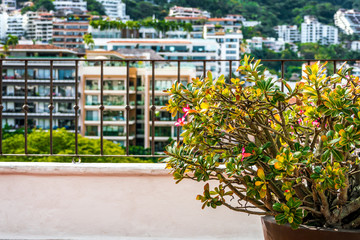 A terrace patio in the bright tropical sunshine, balcony plant with soft focused background, of urban development.