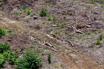 Naklejka na ściany i meble Deforestation photographed in Caparao, Espirito Santo. Southeast of Brazil. Atlantic Forest Biome. Picture made in 2018.