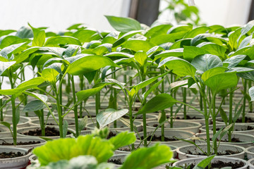 Vibrant green seedlings in a greenhouse