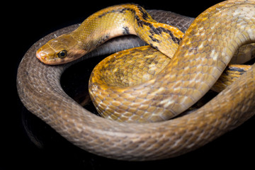 Coelognathus flavolineatus, the black copper rat snake or yellow striped snake, is a species of...