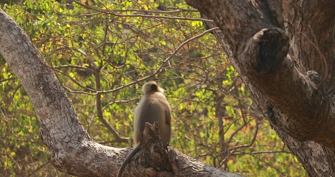 Kanica, Goa, India. Gray Langur Monkey Sitting On Branch Of Tree