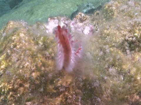 fireworm mating and spawning in groups underwater ocean scenery of fire worm