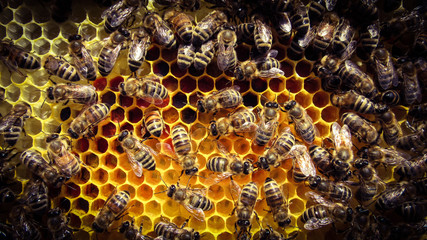 plaster z pszczołami - obrazy, fototapety, plakaty