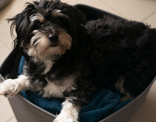 Hawajczyk  leżący w koszu na ubrania.