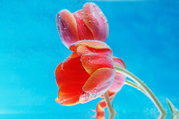 Three bright scarlet tulips in air bubbles  on a blue background