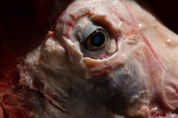 Sheep meat in water. The head of the animal without the skin. The eye of a slaughtered animal....