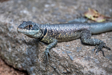 Amazon Lava Lizard photographed in Santa Teresa, in Espirito Santo. Southeast of Brazil. Atlantic Forest Biome. Picture made in 2018.