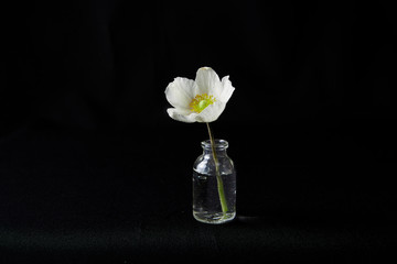 Single flower in glass vase on black background