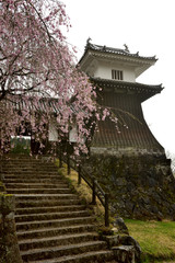 岩村城跡　桜
