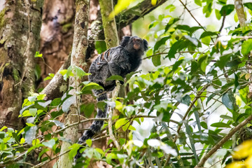 Hybrid marmoset photographed in Santa Teresa, in Espirito Santo. Southeast of Brazil. Atlantic Forest Biome. Picture made in 2018.