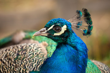 Peacock in close-up view on a blurred background.