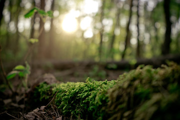 Moss growing on the branch