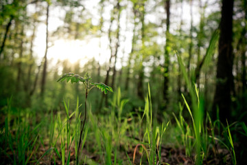 A small plant in large grass