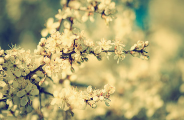 Weiße Blüten im Frühling