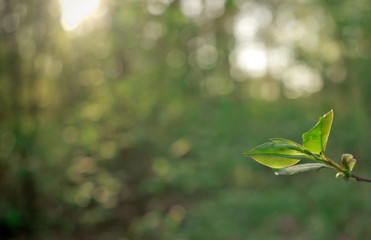 Small leaf on the background of the forest