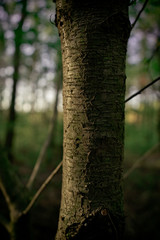 Young tree at sunset