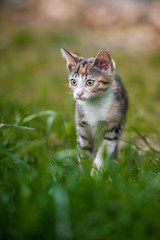Kitten in Grass