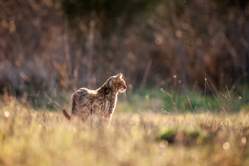 Bengal Cat Outdoor