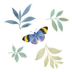 Set of drawn watercolor leaves and butterflies. isolated leaves on a white background. Watercolor leaves for printing, packaging, cards. Botanical elements for invitation cards.