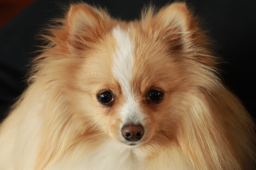 Cute Cream Pomeranian Face