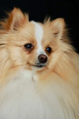 Cute Pomeranian Face Smiling 