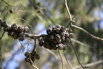 Leyland cypress tree balls seeds and needles	