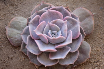 close up of flower cactus