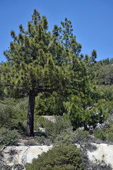 Pine Trees in the Forest