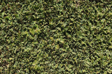 Thuja hedge texture. Home garden wall background. American Arborvitae plant pattern. Evergreen Thuja occidentalis type decorative fence.