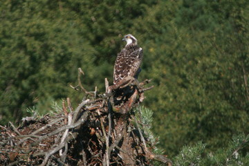 Osprey or more specifically the western osprey (Pandion haliaetus) — also called sea hawk, river hawk, and fish hawk